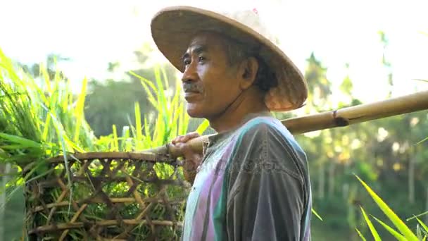 Trabalhador que transporta culturas de arroz — Vídeo de Stock