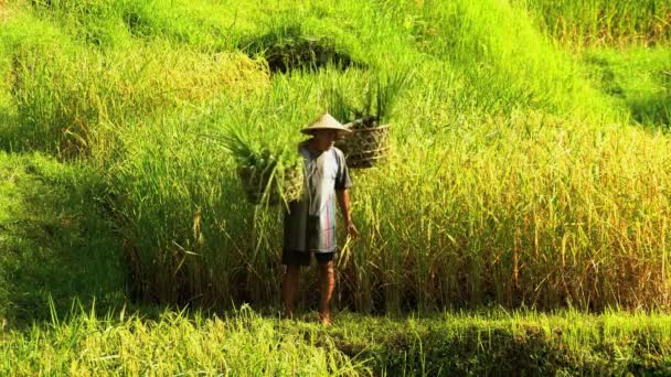 Agricultor de arroz que trabaja en el campo de ladera — Vídeos de Stock