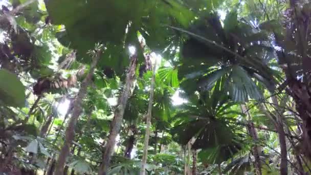 Ambiente tropical de la selva tropical de Daintree — Vídeo de stock