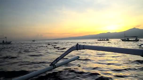 Touristen genießen Delfinbeobachtung — Stockvideo