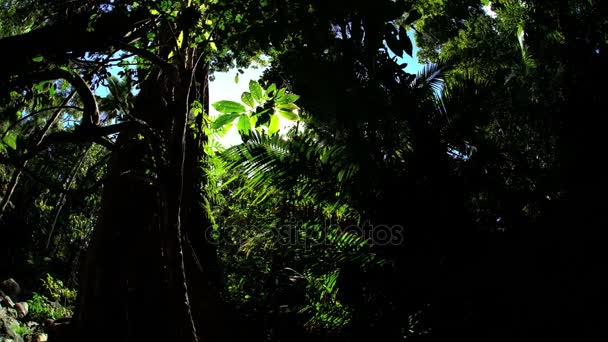 Zielone liście delikatniejszy Rainforest — Wideo stockowe