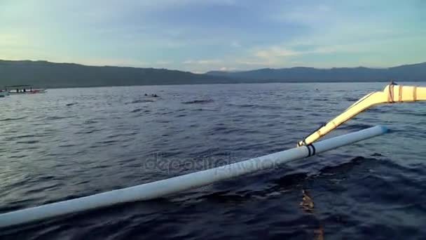 Golfinhos nadando perto de barcos — Vídeo de Stock