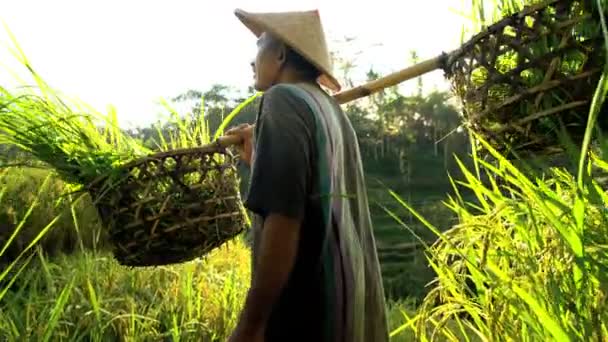 Trabalhador em campo de arroz colheita de coleta — Vídeo de Stock