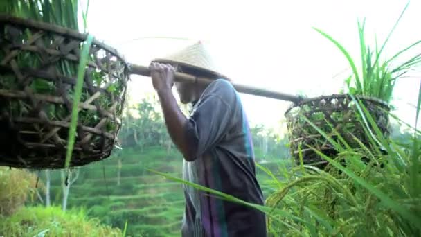 Arbeiter tragen Reiskulturen — Stockvideo
