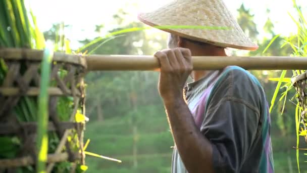 Agricultor de arroz que transporta culturas de arroz colhidas — Vídeo de Stock