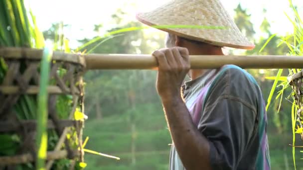 Riziculteur transportant du riz récolté — Video