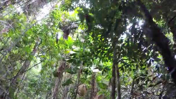 Tropical vegetation of Daintree Rainforest — Stock Video