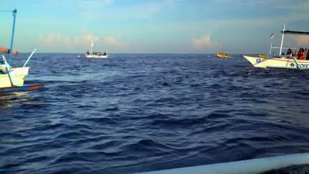 Golfinhos nadando perto de barcos — Vídeo de Stock