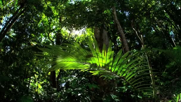 Green foliage in tropical woodland area — Stock Video