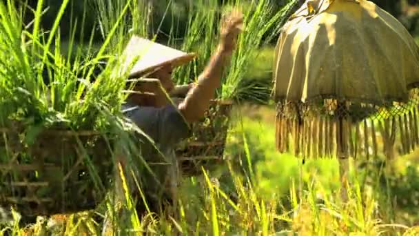 Worker carrying baskets of rice — Stock Video