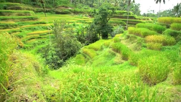 Farm worker carrying rice harvest — Stock Video