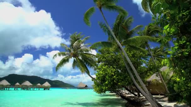 棕榈树和平房在波拉波拉岛 — 图库视频影像