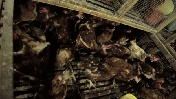 生活在市场上自由放养的鸡 — 图库视频影像