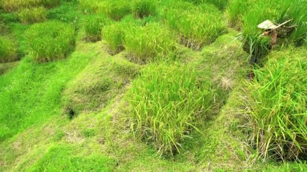 Farm worker working in rice fields — Stock Video