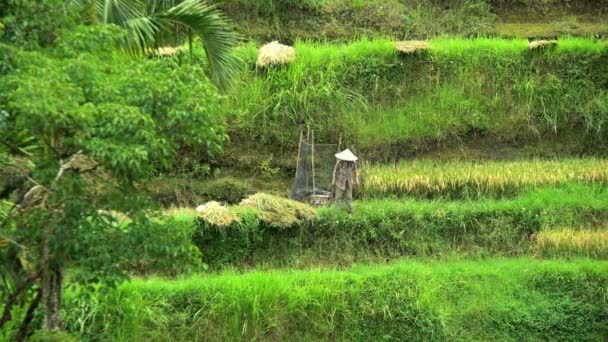 Фермер работает на террасе на склоне холма — стоковое видео