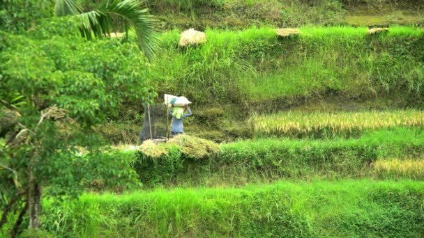 Zaměstnanci pracující na rýžové terasy statku — Stock video