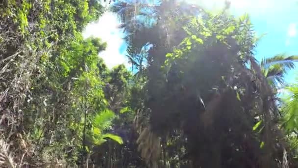 Tropikal ortamda Daintree yağmur ormanı — Stok video