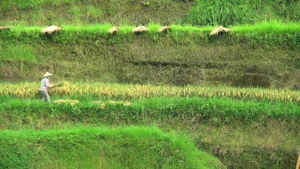 Coltivazioni alimentari femminili — Video Stock