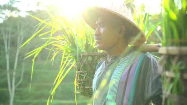 Pracovník organizace sklizeň plodiny — Stock video