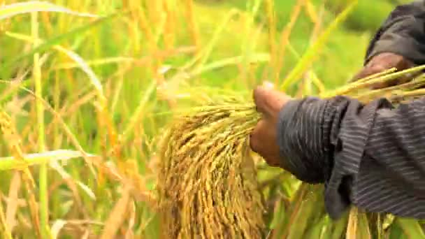 Worker gathering harvest crop — Stock Video