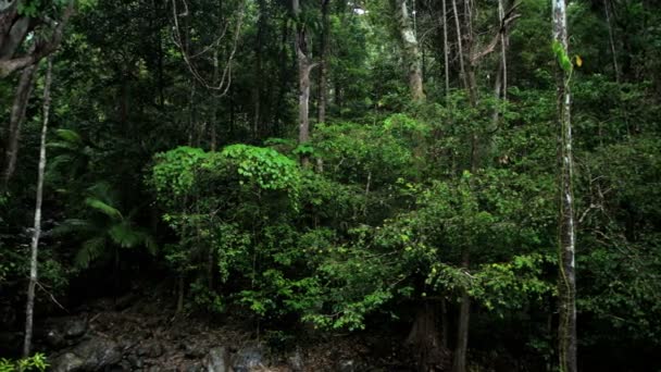 Tropische Waldbäume im daintree-Regenwald — Stockvideo