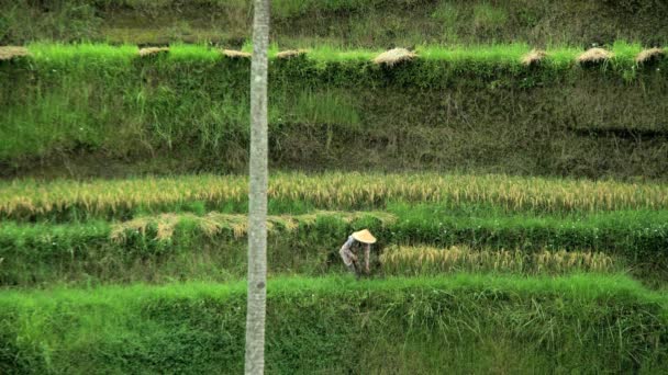 Mezőgazdasági termelő dolgozik a domboldalon terasz — Stock videók