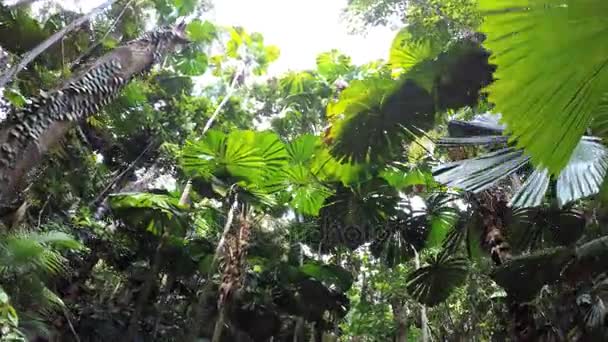 Daintree yağmur ormanı tropikal bitki örtüsü — Stok video