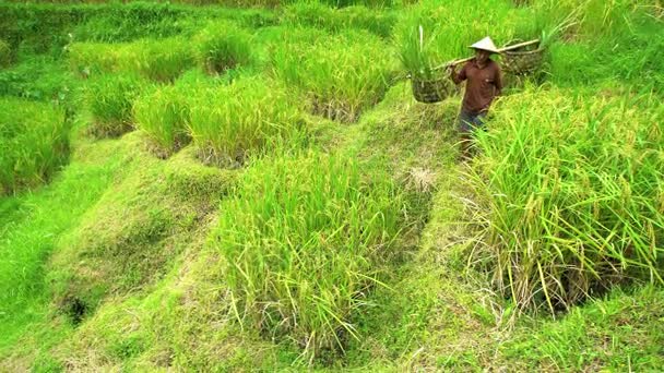 Rice zemědělcem nesoucí plodiny — Stock video