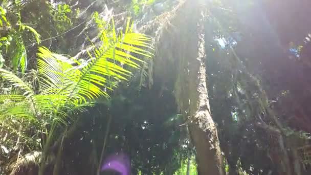 Daintree Rainforest bitki örtüsü — Stok video