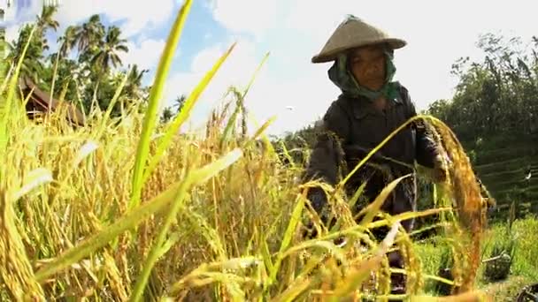 Worker picking rice crop plant — Stock Video