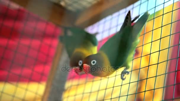 Tropical love birds in cage — Stock Video