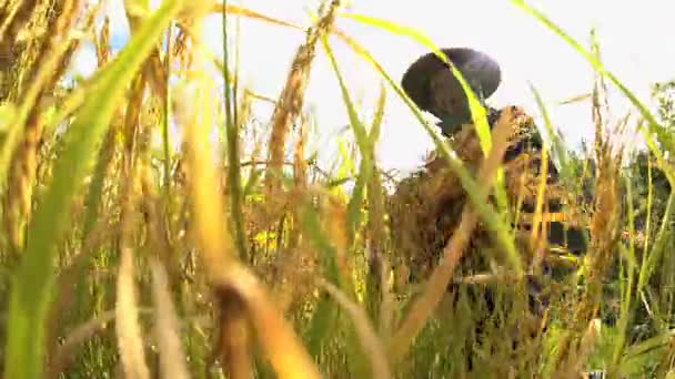 Trabajador recogiendo planta de cultivo de arroz — Vídeos de Stock