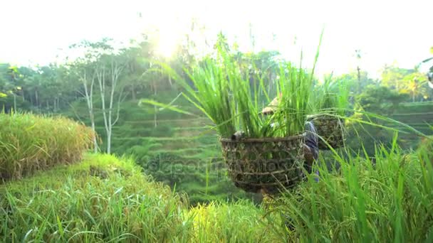 Munkavállaló gyűjtése betakarítás növények — Stock videók