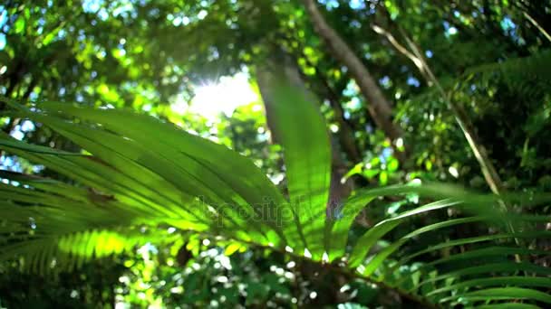 丹特里热带雨林的绿叶 — 图库视频影像