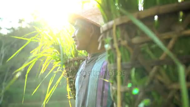 Worker collecting harvest crop — Stock Video