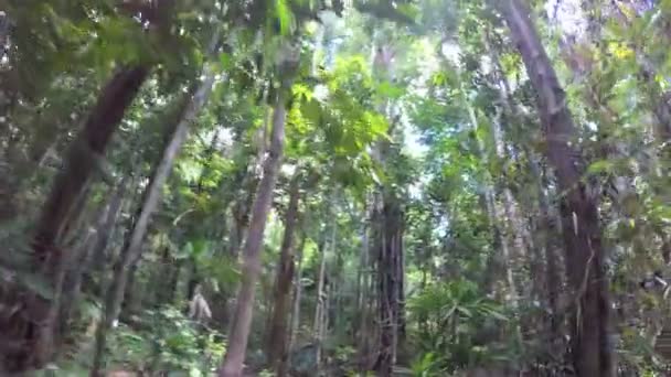 Vegetación de la selva tropical de Daintree — Vídeo de stock