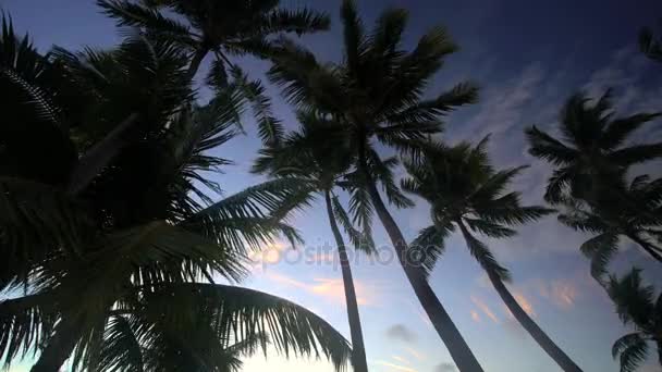 Palmbomen bij zonsopgang — Stockvideo