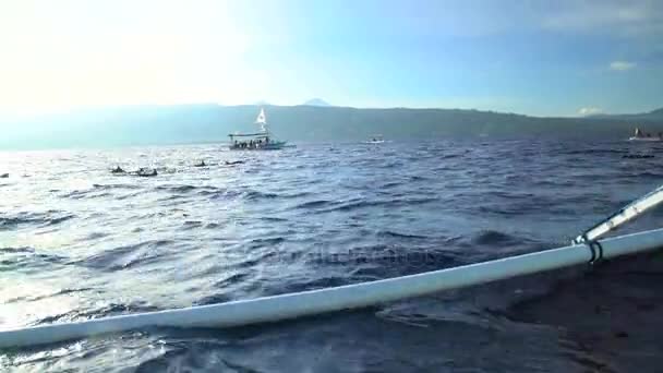 Delfines nadando cerca de barcos — Vídeo de stock