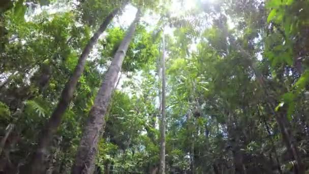 Daintree Rainforest, Queensland — Stok video