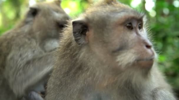 Macaca simios aseo en la selva tropical — Vídeos de Stock