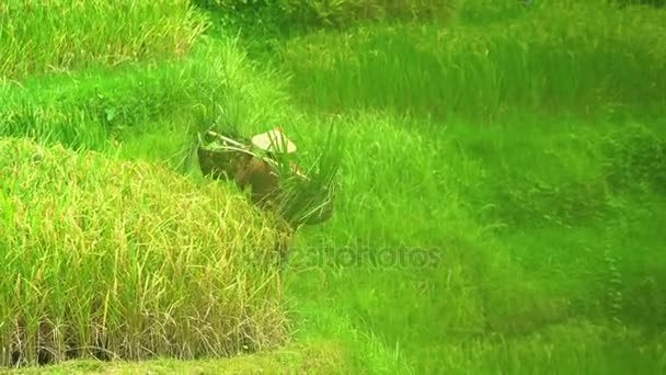 Rice farmer carrying crops — Stock Video