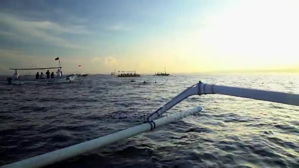 Дельфины плавают рядом с лодками — стоковое видео