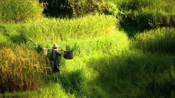 Sepetleri pirinç mahsulün taşıyan işçi — Stok video