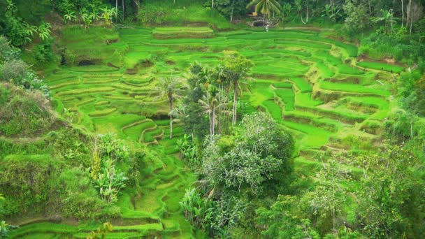Πράσινη βλάστηση του αγροκτήματος ρύζι — Αρχείο Βίντεο