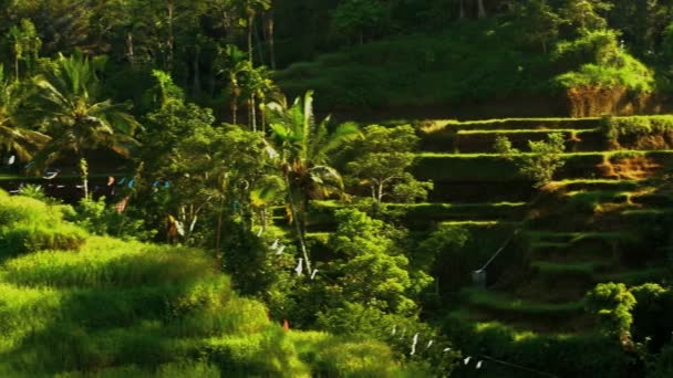 Agricultor de arroz que trabalha no campo de encosta — Vídeo de Stock