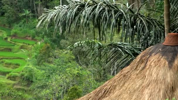 Vegetazione verde della fattoria di riso — Video Stock