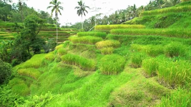 Landelijke scène van groene rijstterrassen — Stockvideo