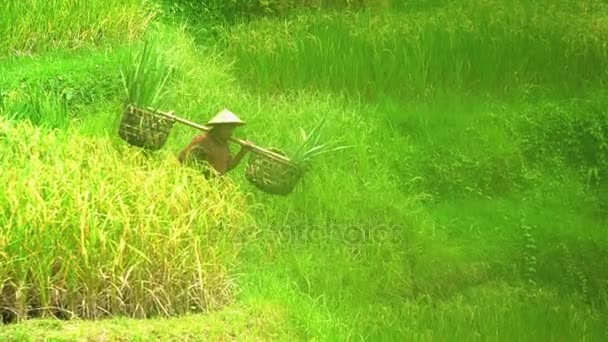 Ouvrier agricole travaillant dans les rizières — Video