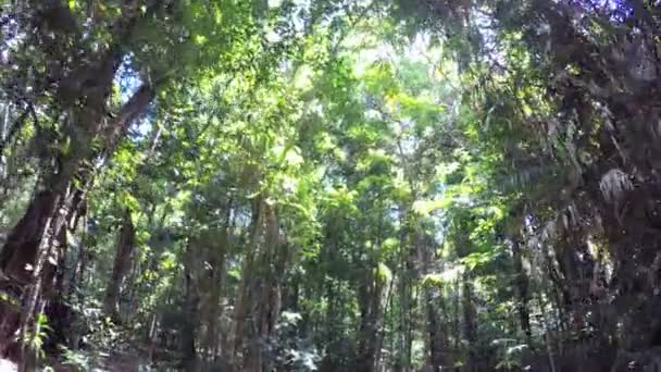 Daintree regenwoud, Queensland — Stockvideo