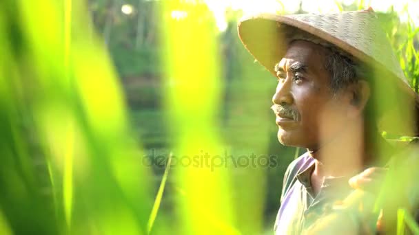 Εργαζόμενος που μεταφέρουν καλάθια ρυζιού καλλιέργεια — Αρχείο Βίντεο